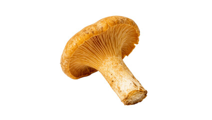 Orange chanterelle mushroom with gills, isolated on transparent background © Laura