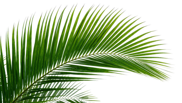 Vibrant green palm frond with delicate leaflets, isolated on transparent background