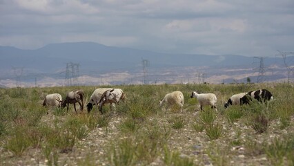 Obraz premium Sheep grazing on grassland with mountains in background