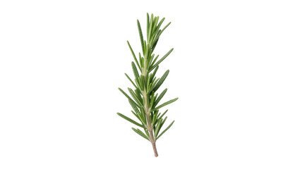 Fresh green rosemary sprig with needle-like leaves, isolated on transparent background © Laura