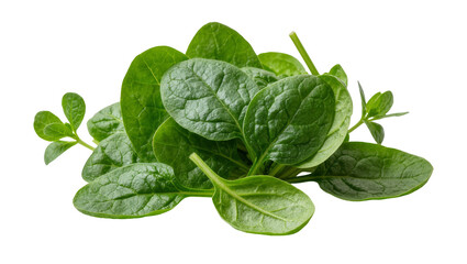 Fototapeta premium Fresh green spinach leaves with small herbs, isolated on transparent background