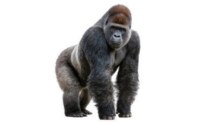 Powerful silverback gorilla standing, isolated on transparent background © Luke