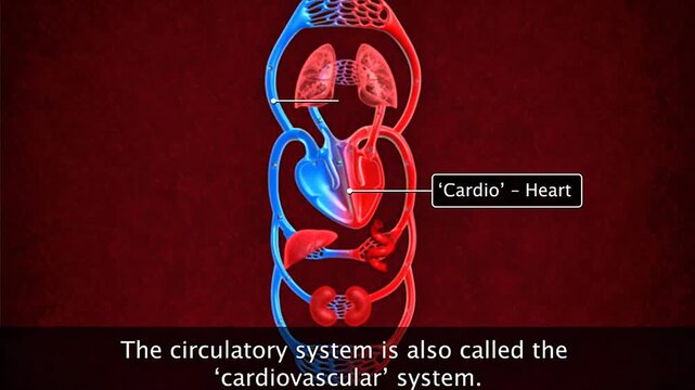 Medical illustration of the human cardiovascular system showing the heart, blood vessels, and circulation.