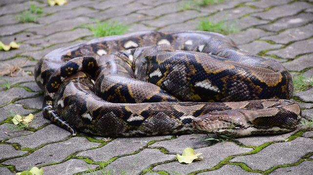 Python Snake  A python is a large reptile that slithers on the ground  Reticulated python