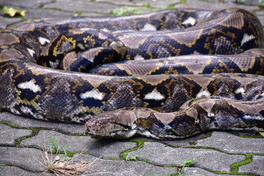 Python Snake  A python is a large reptile that slithers on the ground  Reticulated python