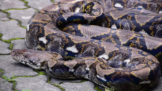 Python Snake  A python is a large reptile that slithers on the ground  Reticulated python
