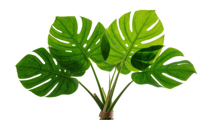 Lush green monstera deliciosa leaves tied with twine, isolated on transparent background © Laura
