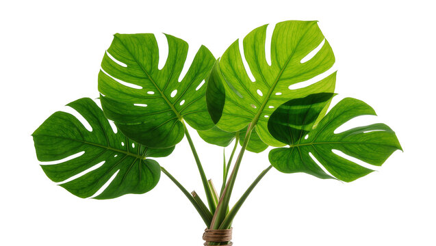 Lush green monstera deliciosa leaves tied with twine, isolated on transparent background