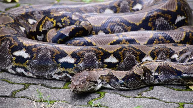 Python Snake  A python is a large reptile that slithers on the ground  Reticulated python
