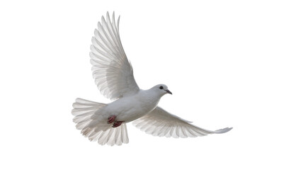 Fototapeta premium Graceful white dove bird with spread wings flying, isolated on transparent background