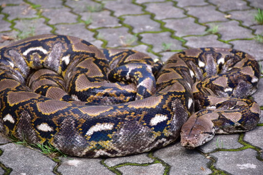 Python Snake  A python is a large reptile that slithers on the ground  Reticulated python