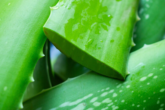 fresh green aloe vera leaves natural organic ingredient for skincare and herbal medicine