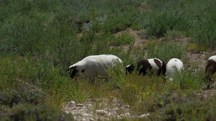 a flock of sheep grazing in the wild grass field © zhu difeng