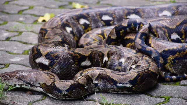 Python Snake  A python is a large reptile that slithers on the ground  Reticulated python