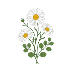 Fototapeta premium Hand Drawn Illustration of a Daisy Flower Bouquet
