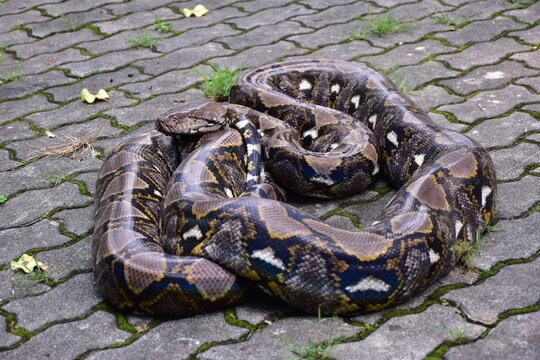 Python Snake  A python is a large reptile that slithers on the ground  Reticulated python