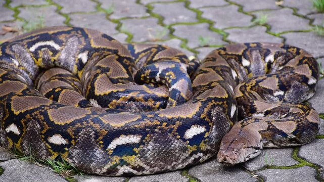 Python Snake  A python is a large reptile that slithers on the ground  Reticulated python