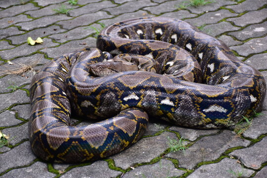 Python Snake  A python is a large reptile that slithers on the ground  Reticulated python