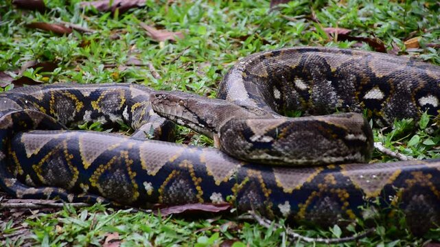 Python Snake  A python is a large reptile that slithers on the ground  Reticulated python
