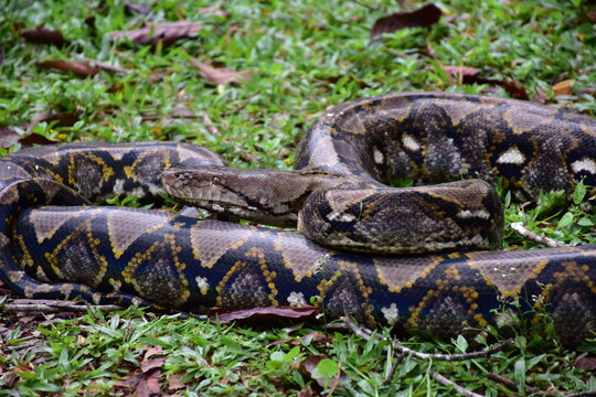 Python Snake  A python is a large reptile that slithers on the ground  Reticulated python