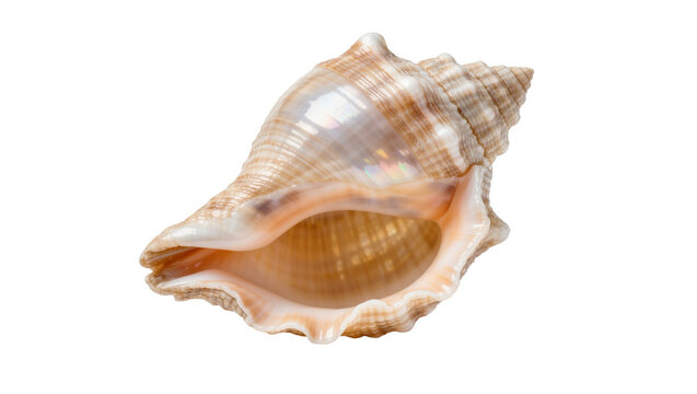 Detailed spiral seashell with textured ridges, isolated on transparent background