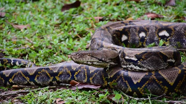 Python Snake  A python is a large reptile that slithers on the ground  Reticulated python