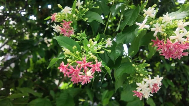 Elegant pink and white Quisqualis indica (Chinese honeysuckle) flowers gentle swaying in the wind.