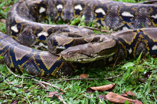Python Snake  A python is a large reptile that slithers on the ground  Reticulated python