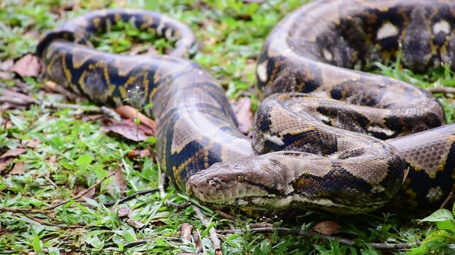 Python Snake  A python is a large reptile that slithers on the ground  Reticulated python