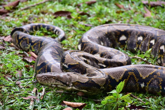 Python Snake  A python is a large reptile that slithers on the ground  Reticulated python