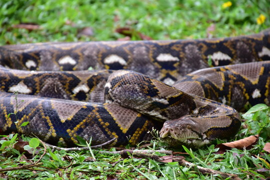 Python Snake  A python is a large reptile that slithers on the ground  Reticulated python