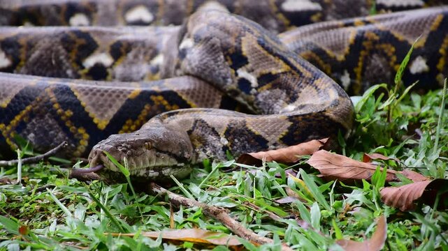 Python Snake  A python is a large reptile that slithers on the ground  Reticulated python