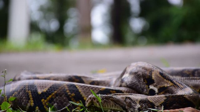Python Snake  A python is a large reptile that slithers on the ground  Reticulated python