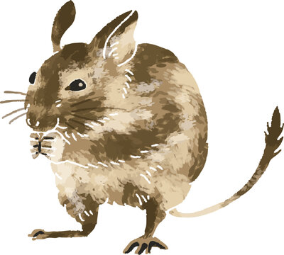 Hand-drawn style full color vector illustration of a cute degu exotic pet in EPS format