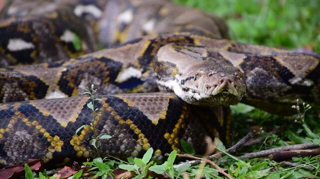 Python Snake  A python is a large reptile that slithers on the ground  Reticulated python
