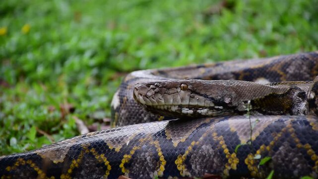 Python Snake  A python is a large reptile that slithers on the ground  Reticulated python