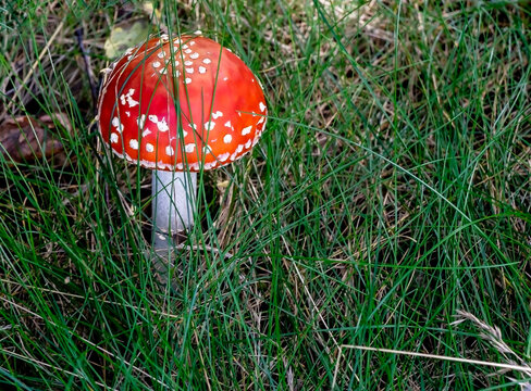 red fly agaric in the grass