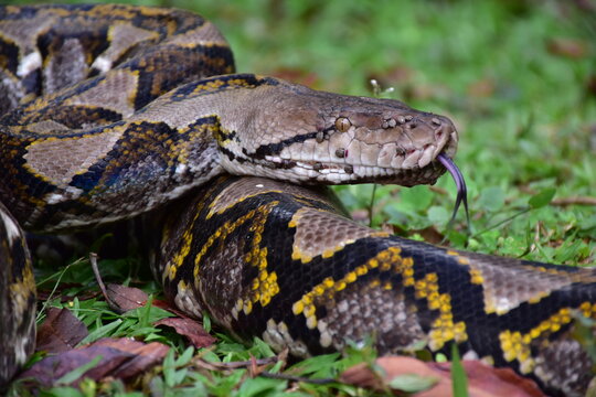 Python Snake  A python is a large reptile that slithers on the ground  Reticulated python