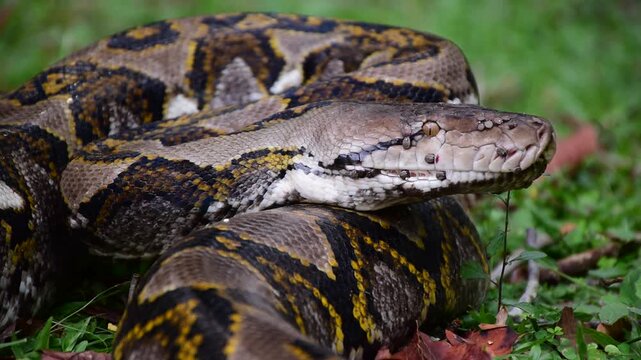 Python Snake  A python is a large reptile that slithers on the ground  Reticulated python