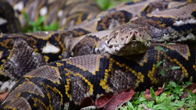 Python Snake  A python is a large reptile that slithers on the ground  Reticulated python