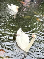 cute white swan on the water © DayByDayOnly