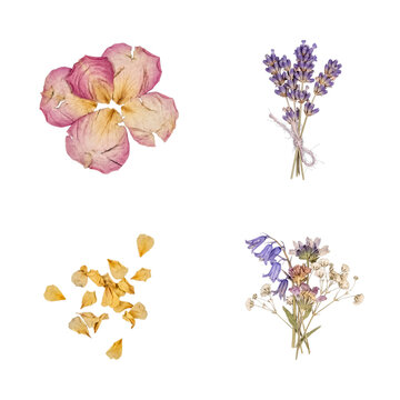Collection of dried flowers and petals with transparent background
