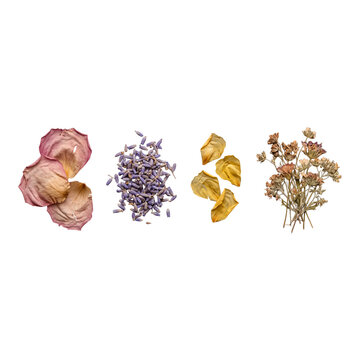Dried Flower Petals Lavender and Botanical Elements on White