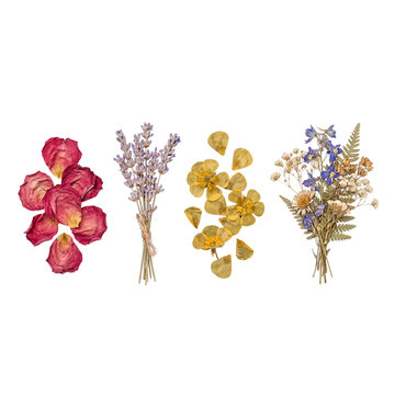 Colorful Dried Flowers and Petals Assortment on Transparent Background