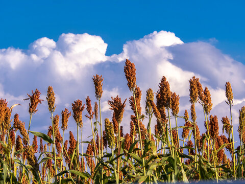 Low angle view of ripe red sorghum panicles growing in an agricultural field against a clear blue sky background. Cultivated grain crop plantation during harvest season in Brazil.