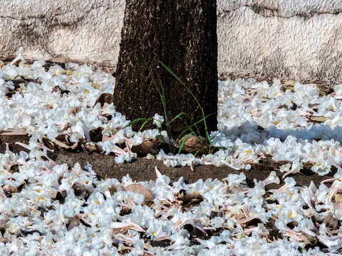 Fallen white ipe tree flowers covering the ground around trunk. Beautiful natural background showing a carpet of fallen white trumpet flowers from a Tabebuia roseo-alba tree 