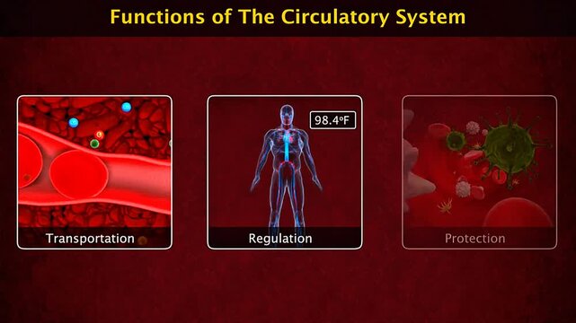 Medical illustration showing circulatory system functions, including transport, protection, and regulation.
