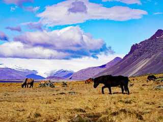 Icelandic horses graze across a wide golden tundra meadow against a backdrop of rugged volcanic mountains and distant snowfields under a partly cloudy blue sky in Iceland © Gregory