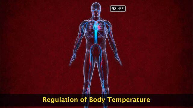 Medical illustration showing human circulatory functions, including transport, defense, and regulation.