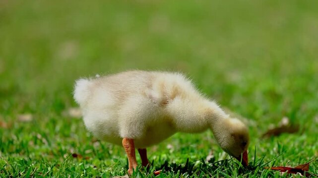 Fluffy yellow gosling foraging in green grass, cute baby goose eating on a lush meadow, young domestic poultry bird in a natural farm setting